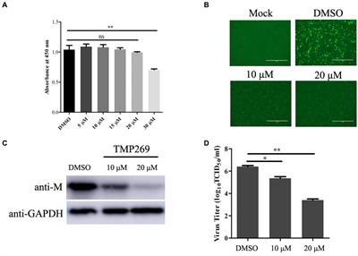 TMP269, a small molecule inhibitor of class IIa HDAC, suppresses RABV replication in vitro